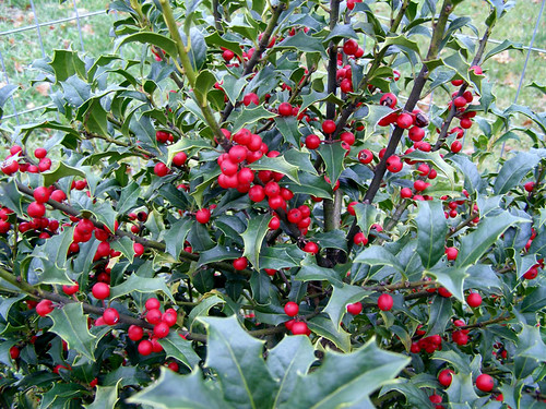 Druids believed holly’s evergreen nature made it sacred and that it remained green throughout winter to keep the earth beautiful at a time when deciduous trees have shed their leaves. Photo courtesy of Larry Stritch.