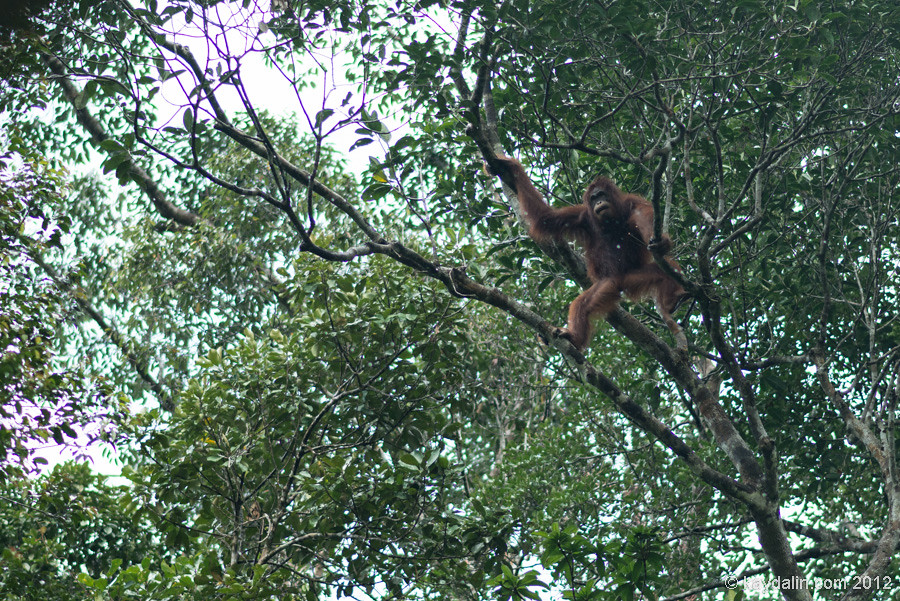 orangutan in Borner