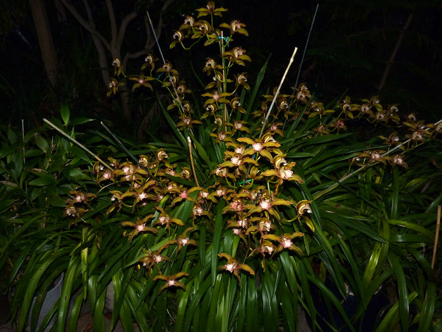 Cymbidium Moira 'Del Norte' hybrid orchid 12-12