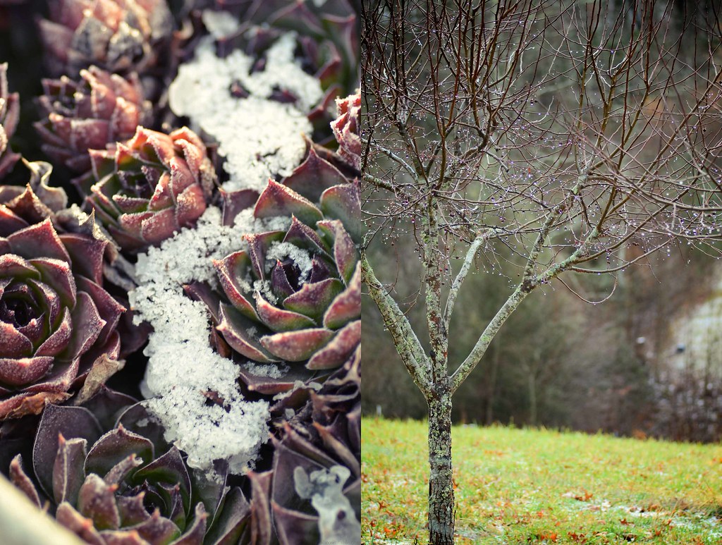 Frost and Rain in Winter