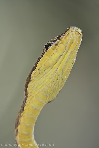 Keel-bellied whip snake (<i>Dryophiops rubescens</i>) IMG_4781 copy