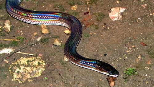 已列入CITES公約附錄Ⅱ 的閃鱗蛇 （摘自 蛇百科）