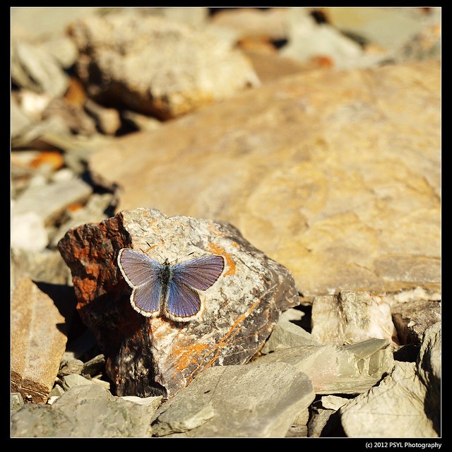 Northern Blue Butterfly (Lycaeides idas)