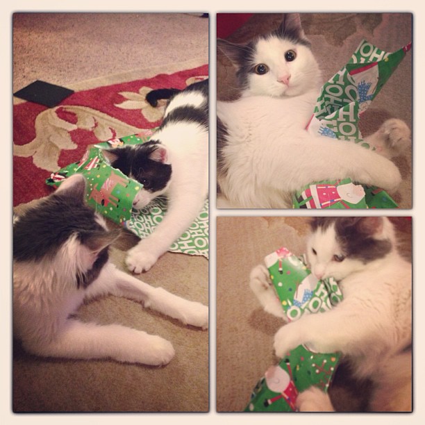 Every cat I've ever know loves wrapping paper. #christmas #presents #catstagram #catsofinstagram