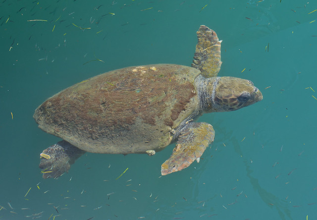 Loggerhead turtle in Argostoli Lagoon
