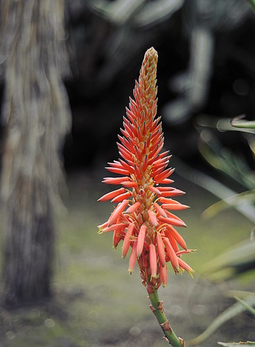 Aloe Blooms by RV Bob