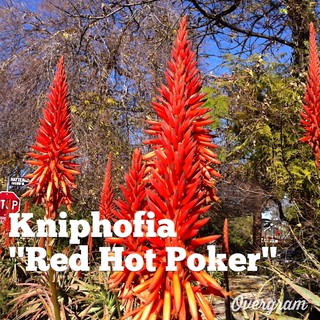 Garden Alphabet: Kniphofia "Red Hot Poker"