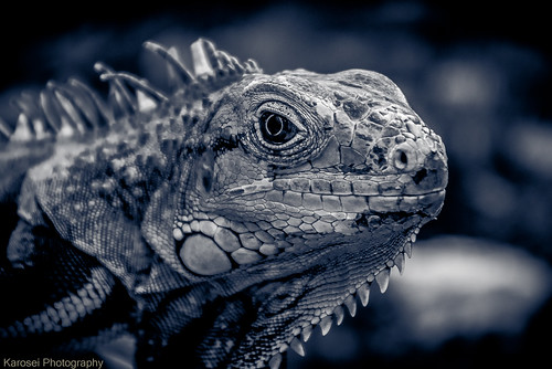 Iguana iguana by Karosei