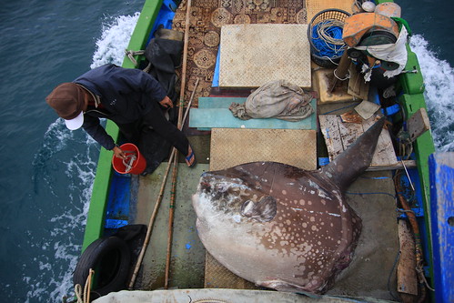 為了生計，曼波魚成了漁民用各種漁法捕捉的重要目標。今年漁獲大減，一艘船若是能鏢到一尾曼波便算好運