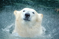 Eisbär-Polarbär
