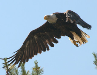 The eagle