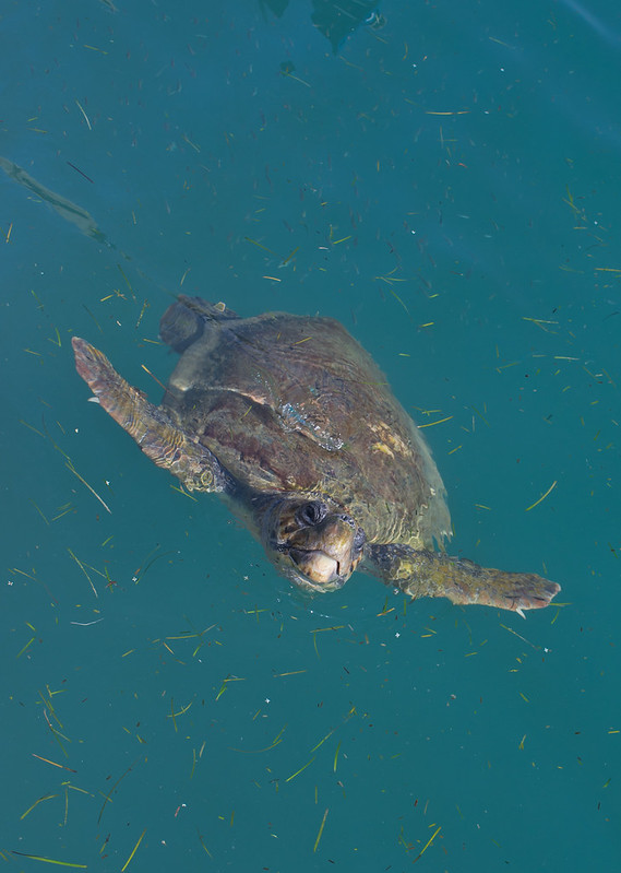 Loggerhead turtle in Argostoli Lagoon 2