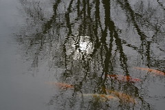 Water & reflections