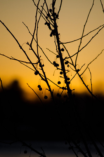 Sunset through the branches