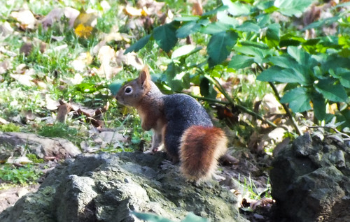 Vörös mókus (Sciurus vulgaris)