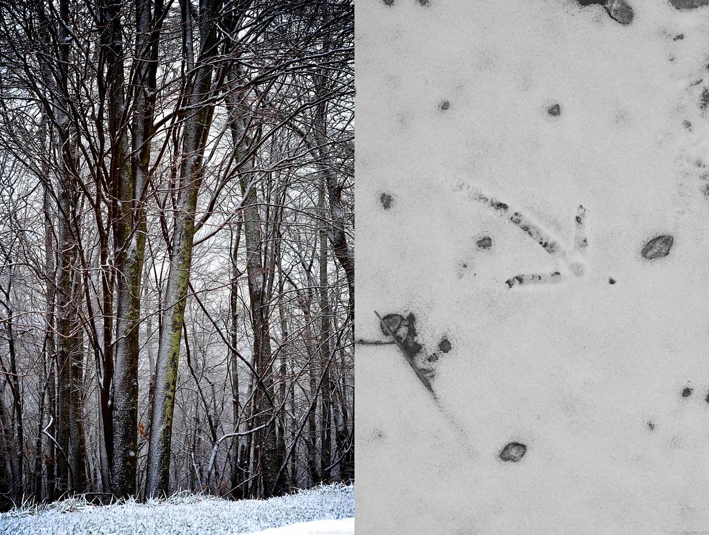Snow Covered Branches and Wild Turkey Footprints