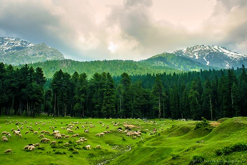 Sprawling meadows of Kashmir Valley!