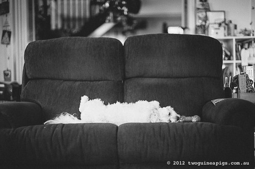 Mozart the maltese/poodle/other by twoguineapigs pet photography