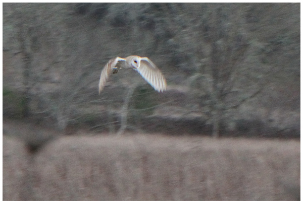 Barn Owl Flying at Dusk