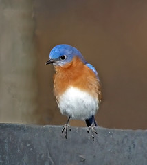 Bluebirds and Thrushes