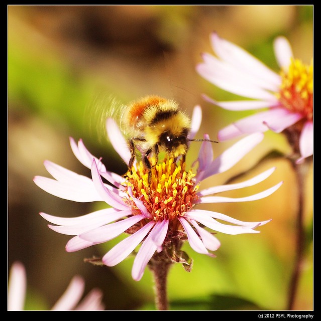 Unidentified Bumblebee (Bombus sp.)