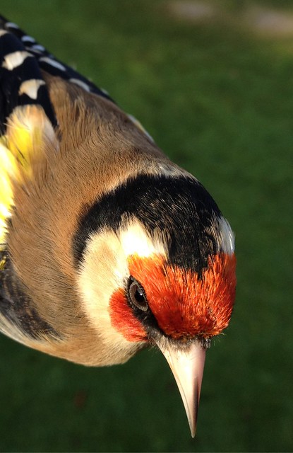 Goldfinch from above