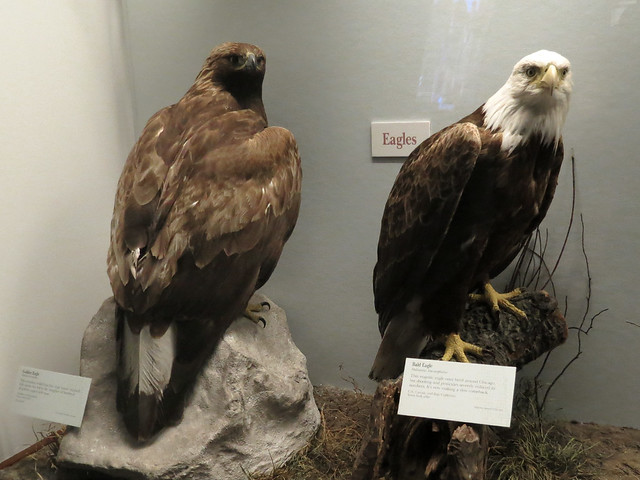 American eagles