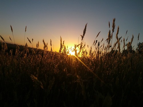 Summer sunset through the grass