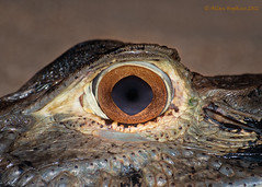 Guyana Reptiles Nov - Dec 2012
