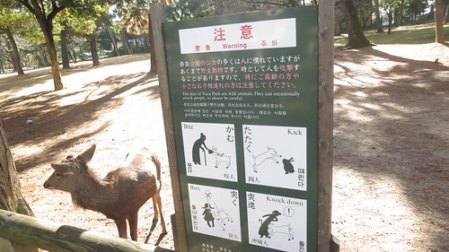 Dangerous Deer