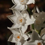 Paperwhites (Narcissus papyraceus) - 5