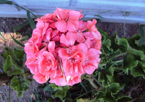 Hermosa flor de geranio, florecido en verano. by Mallaray