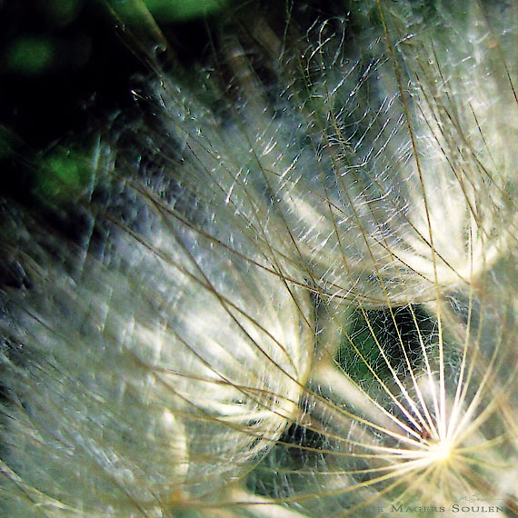 Beautiful golden rays of light play along the fine delicate filaments of an autumn seed head