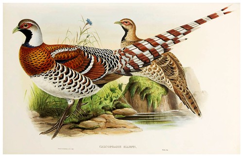 002-Elliot's Pheasant-The birds of Asia vol. VII-Gould, J.-Science .Naturalis