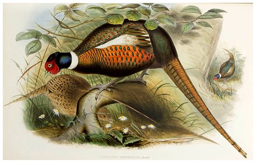 010-Mongolian Pheasant-The birds of Asia vol. VII-Gould, J.-Science .Naturalis