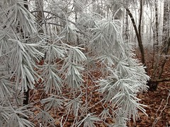  Frosty Pine 