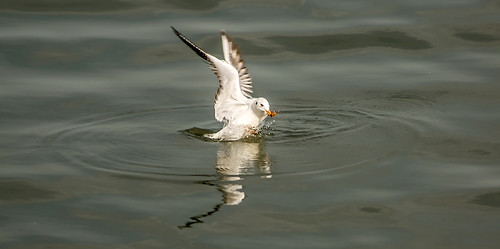 Fishing Seagull #3