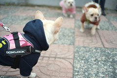 Dogs 狗 いぬ