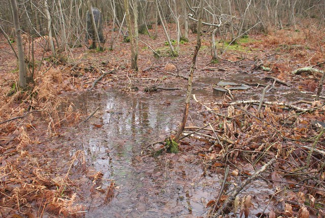 DSC_5453 Wet woodland