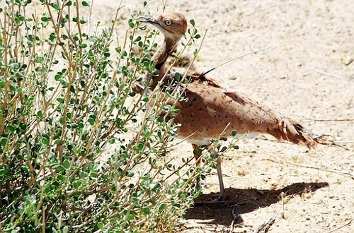 波斑鴇為瀕危的鳥類，棲息於巴基斯坦俾路支省沙漠環境（照片提供：巴基斯坦波斑鴇國際基金會）