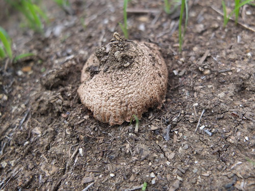 mushroom emerging