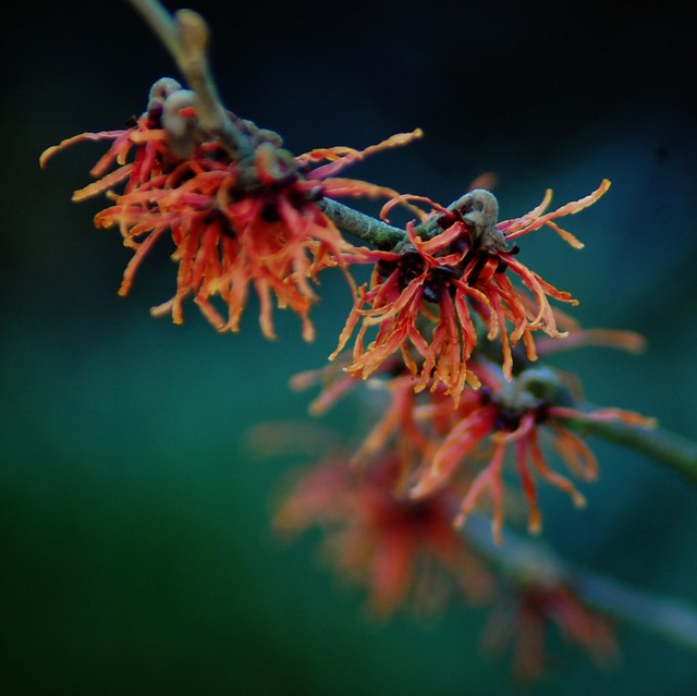 A close up of red Hamamelis blooms against a green background