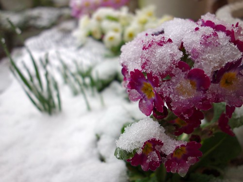 花と雪