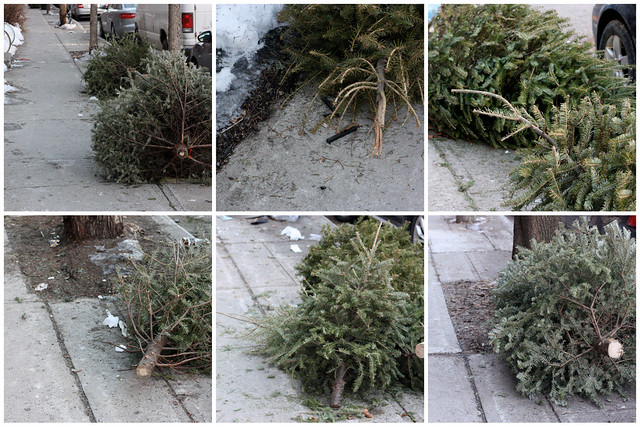 Invasion of Christmas trees on Jan 16