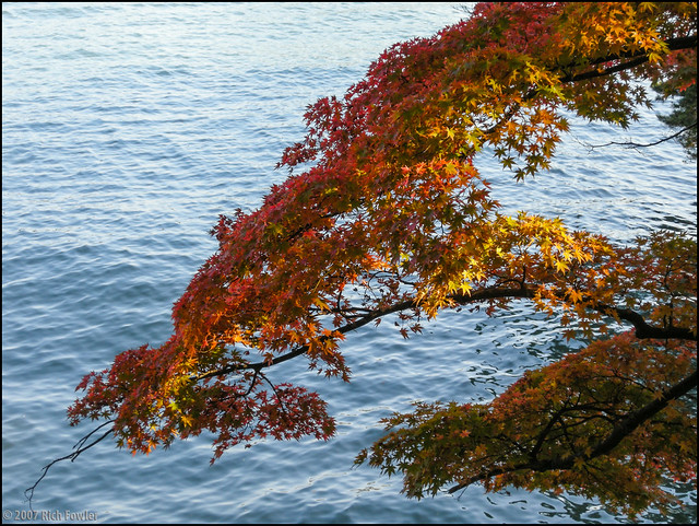 Oshima--Fall Colors