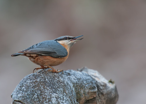 Nuthatch Looking Skywards by Andy Pritchard - Barrowford