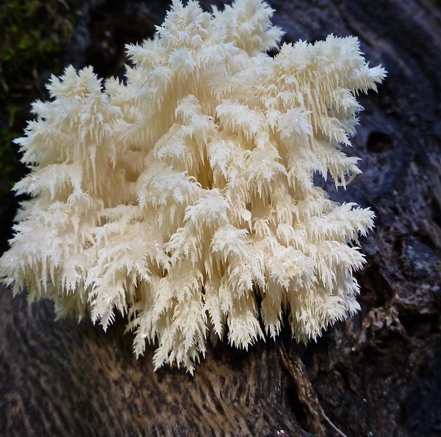 fractal fungi