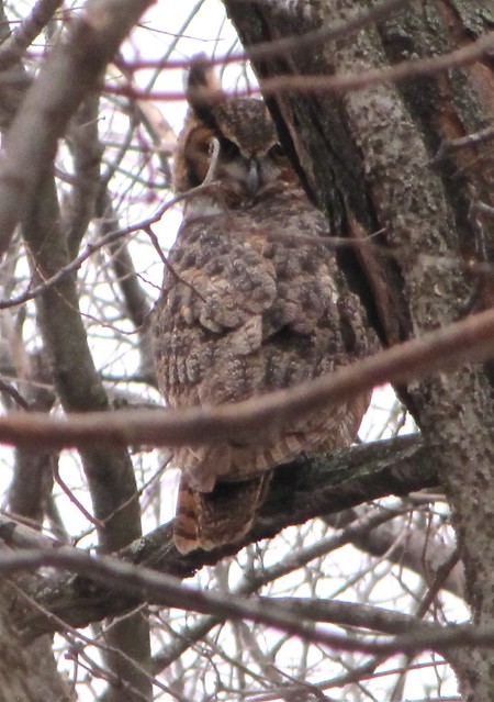 Great Horned Owl in McLean County, IL 06