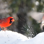 A Cardinal Telling A House Finch That It's Time To Move On