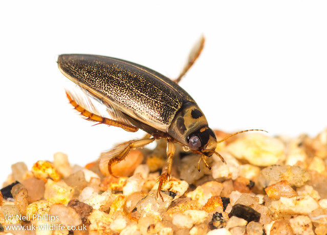Rhantus diving beetle